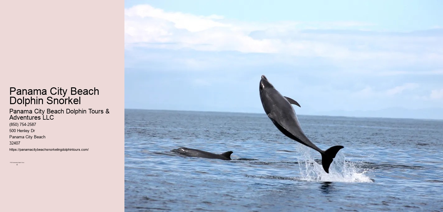 Dolphin Snorkel Cruise Panama City Beach
