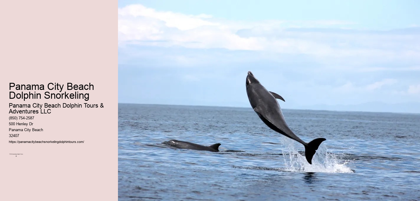 Dolphin And Snorkeling Tours Panama City Beach Fl