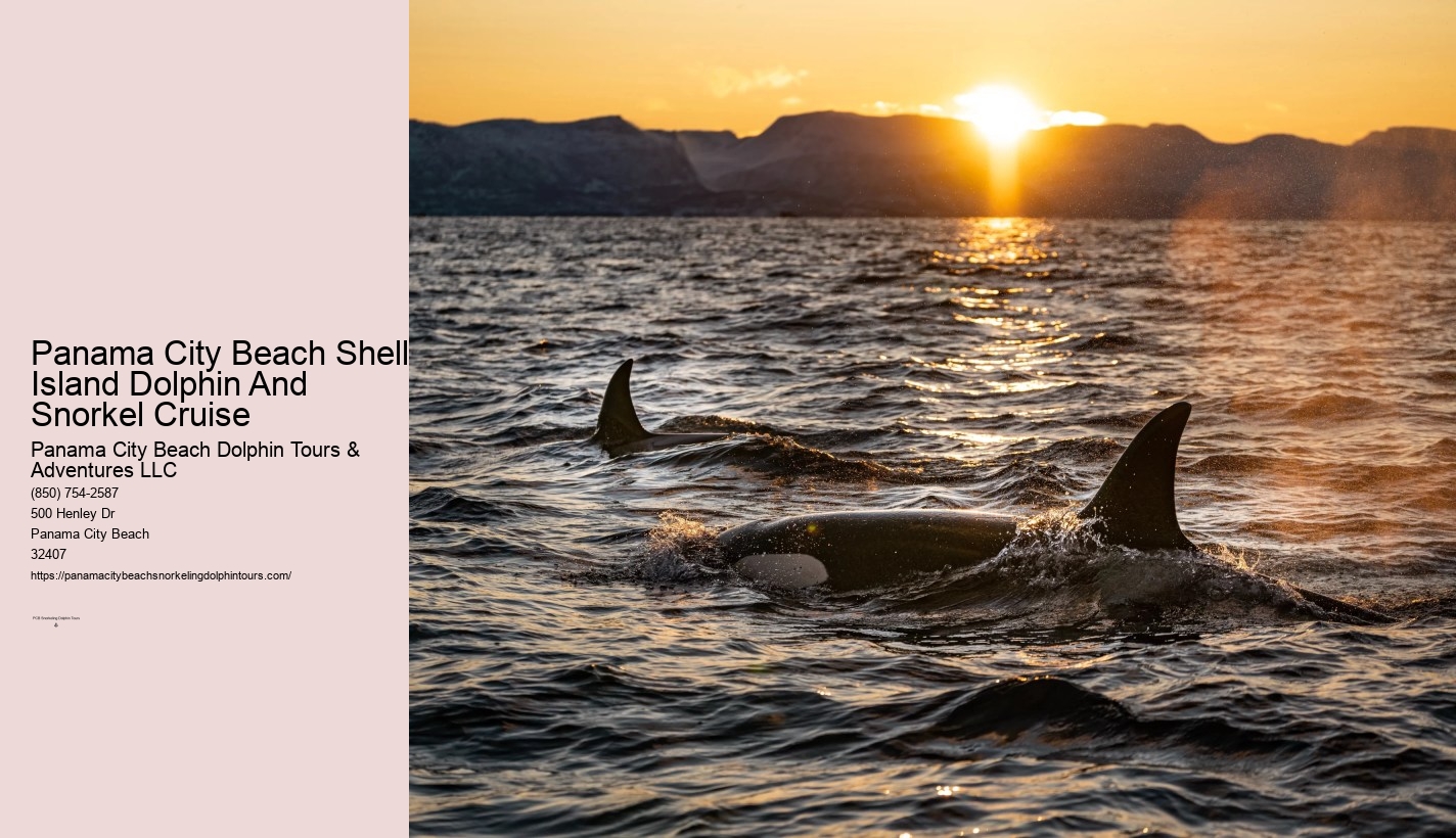 Panama City Beach Dolphin And Snorkel Tours