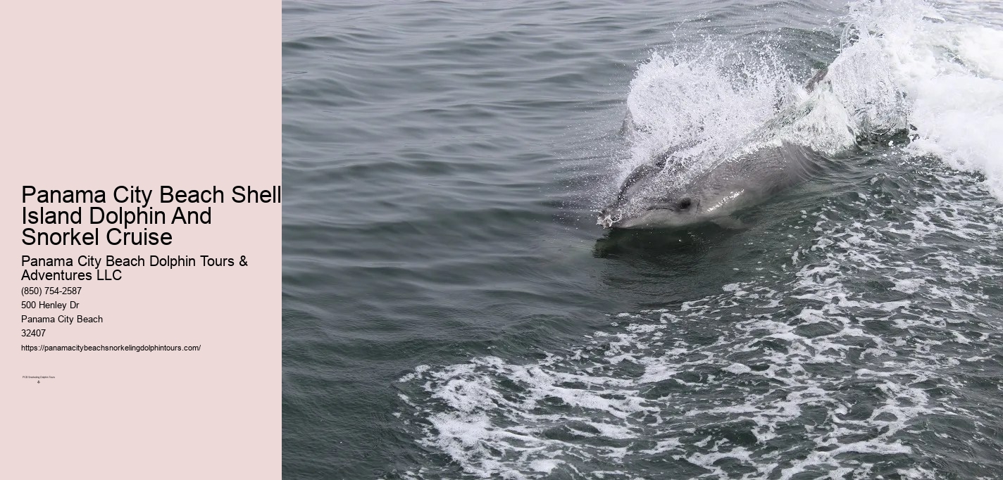Dolphin And Snorkeling Tours Panama City Beach Florida