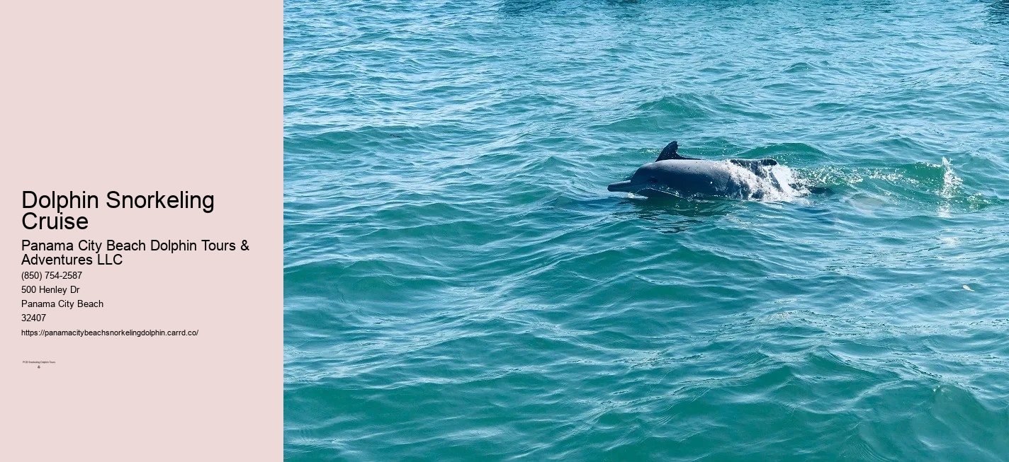 Panama City Beach Dolphin And Snorkel Tours