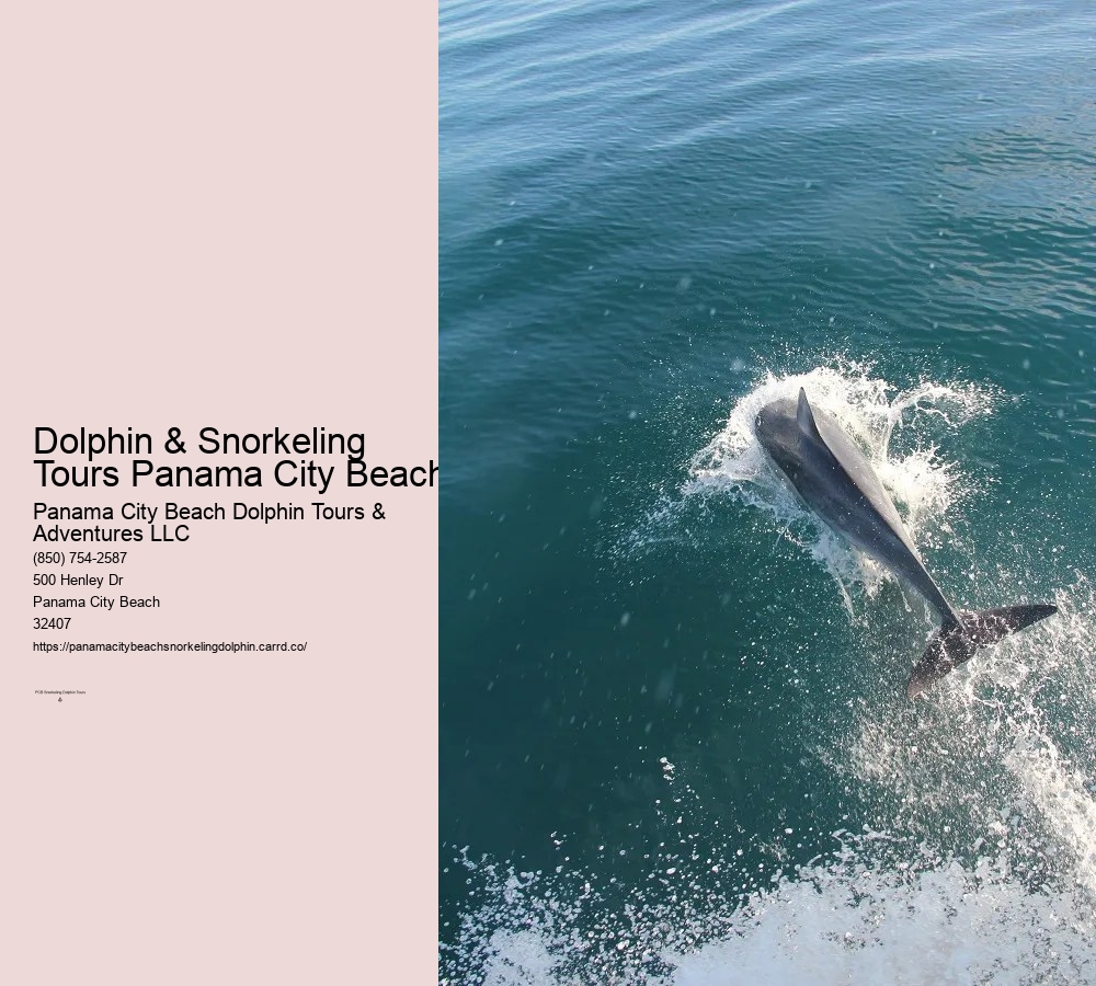 Panama City Beach Shell Island Dolphin And Snorkel Cruise