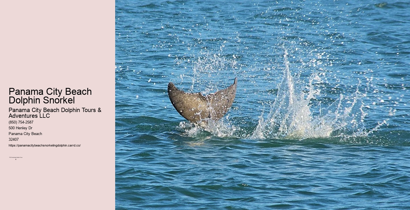 Dolphin & Snorkeling Tours Panama City Beach