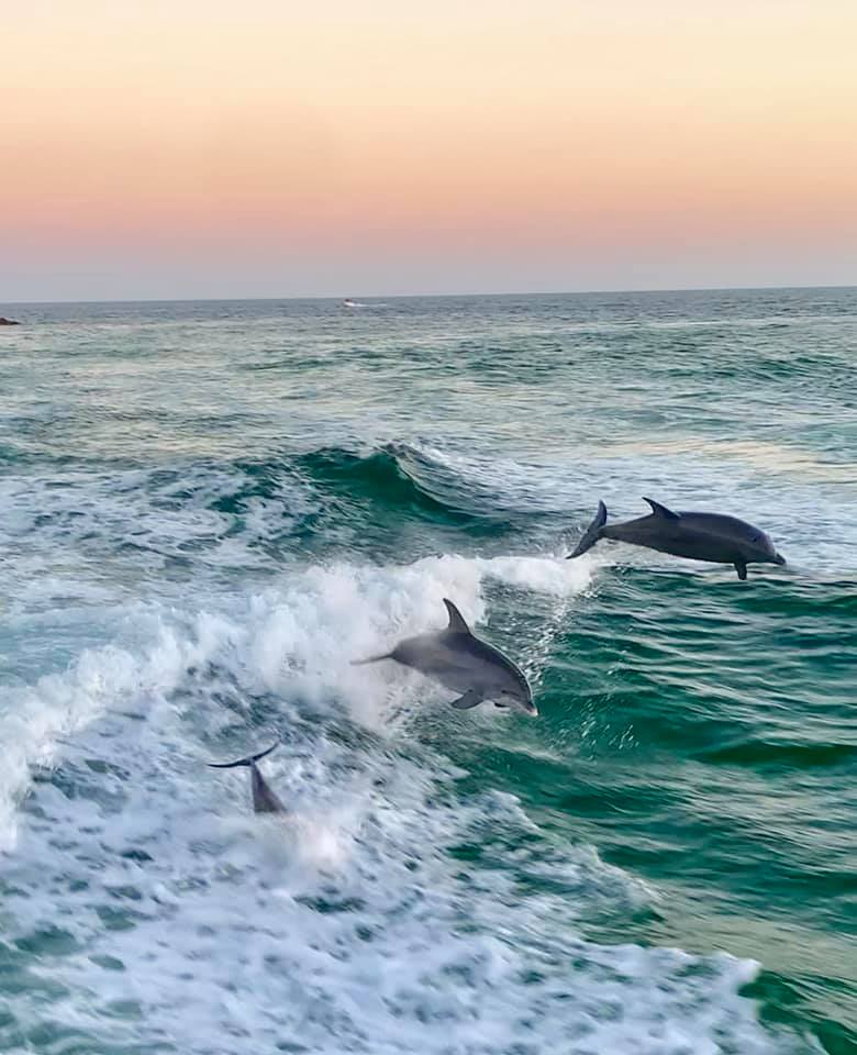 Panama City Beach Snorkeling & Dolphin Tours LLC offers guided snorkeling and swimming alongside wild dolphins on beautiful Panama City Beach, Florida. This once-in-a lifetime experience is available to all ages, including families and individuals.