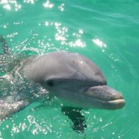 We will put you in water before the dolphins come. The dolphins will likely swim right past us and come to us instead of swimming away. Panama City Beach Snorkeling & Dolphin Tours LLC has six passengers, including children. We can have you on the water in no time with your snorkel gear and without the chaos that large groups can cause. Five identical boats are available for larger groups. There is also a Large Family Dolphin that can hold up to 15 people.