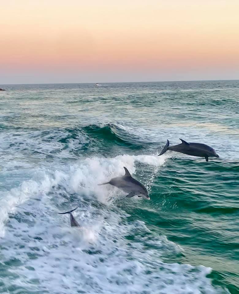 We take both locals and visitors on dolphin tours in Panama City Beach. Our number one priority is to ensure that dolphins don't get disturbed in their daily lives. We know where dolphin schools congregate and will take you around the beautiful Gulf of Mexico to see them in their natural habitat.