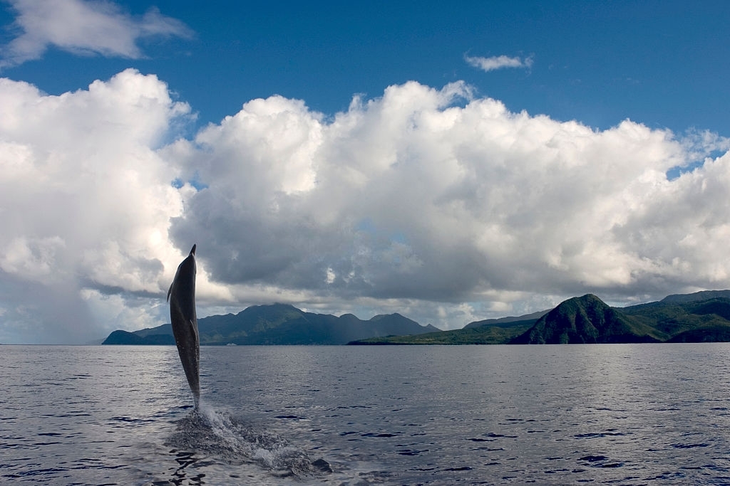 We also visit Shell Island on our dolphin and island tour. Here you can visit the beach and hunt for shells.