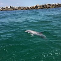 We'll bring you as close and as safe as possible to dolphins. It is up to the dolphins to decide how near they want to go and how much interaction. We practice what we call passive observation. This means, in simple terms, that we allow dolphins to come and visit us. Our guests are often treated to amazing encounters with our dolphins in St. Andrews Bay.