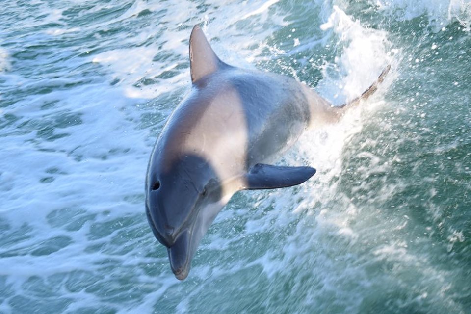 Would you like to reserve a private tour? You have the option to add on additional time to your private dolphin tour. These tours start at 2 or 3. Boats can carry 6 people. Your captain will help you get in the water to see the dolphins. You can then take a guided snorkeling trip around Shell Island to observe the marine life.