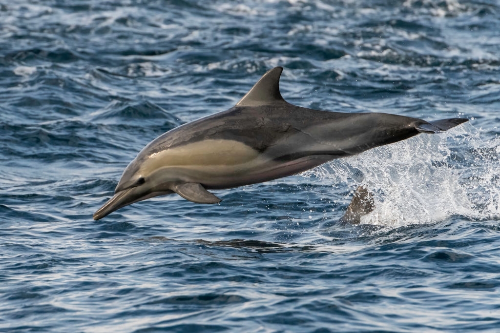 You want the dolphin adventure you have always wanted? Panama City Beach Snorkeling & Dolphin Tours LLC is the best for private charters, guided tours, and much more. We are your guide as you explore the waters of Shell Island and Panama City Beach. We are looking forward to meeting with you!