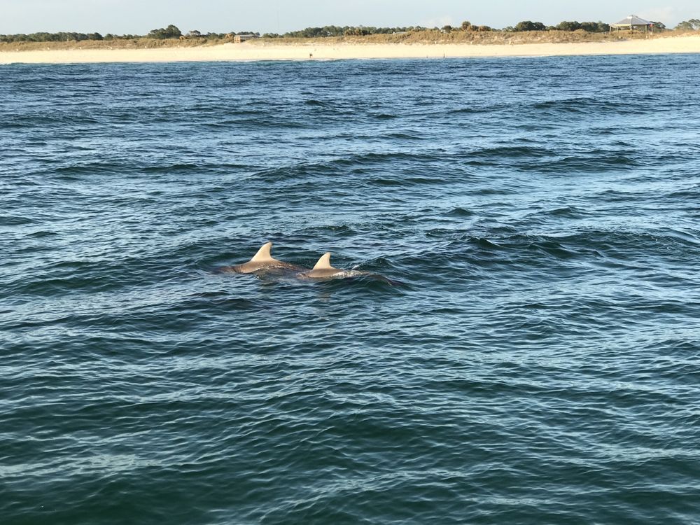 How do you prevent sharks from snorkeling