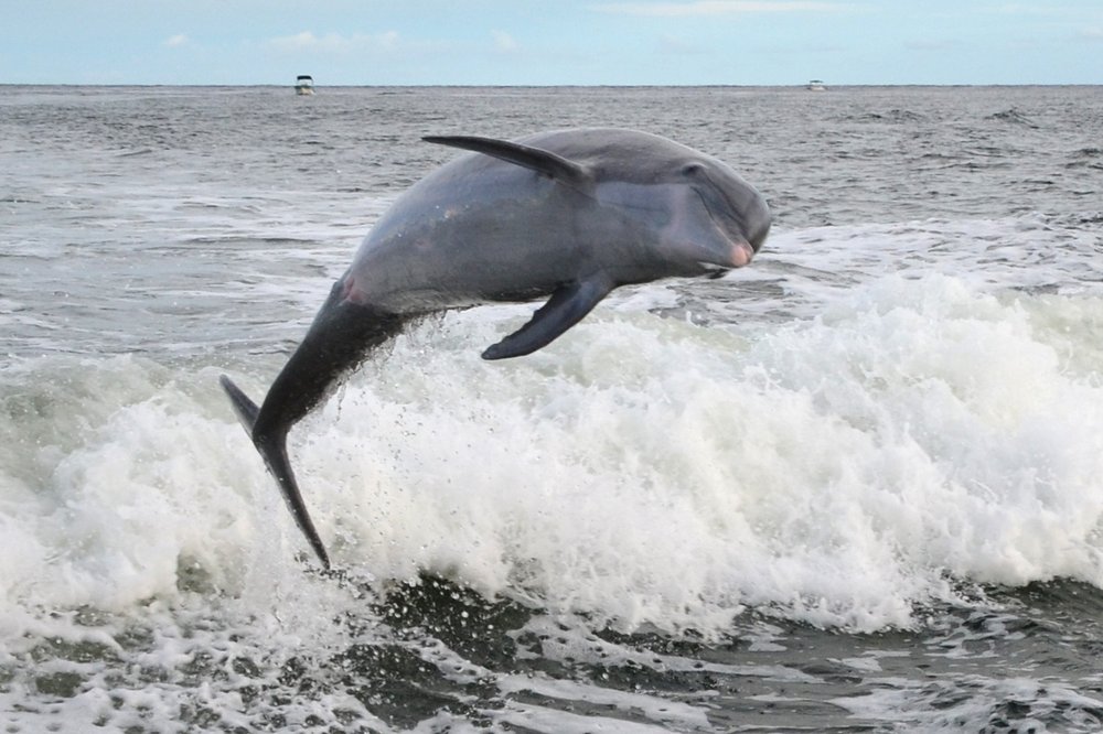 Dolphin Cruises