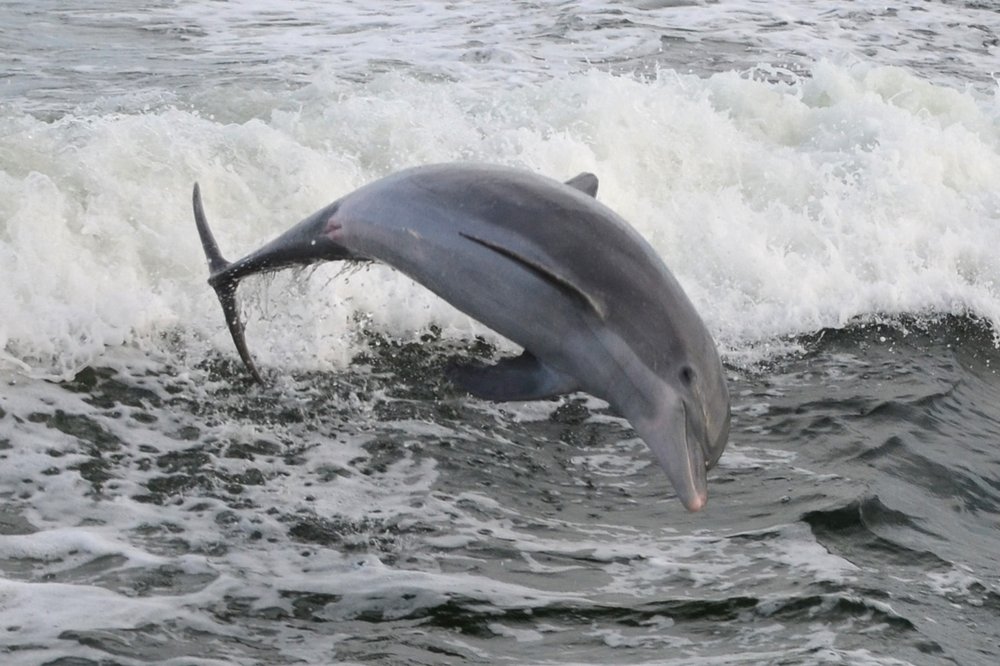 Dolphin Cruise Panama