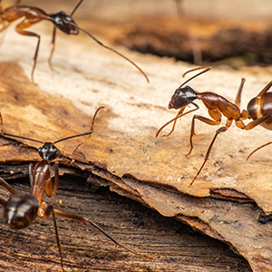 Will Windex Kill Ants