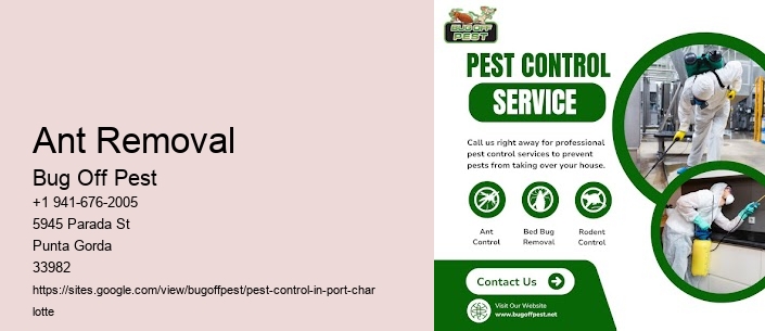 Ant Removal Port Charlotte