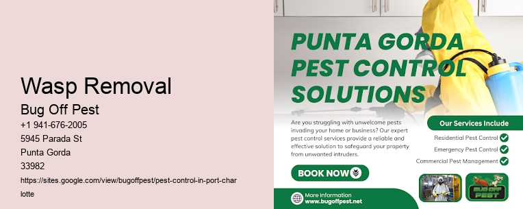Wasp Removal Port Charlotte