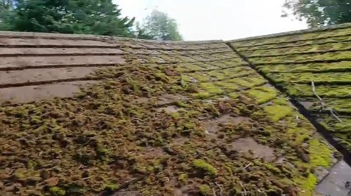 Biological Growth in Tile Joints