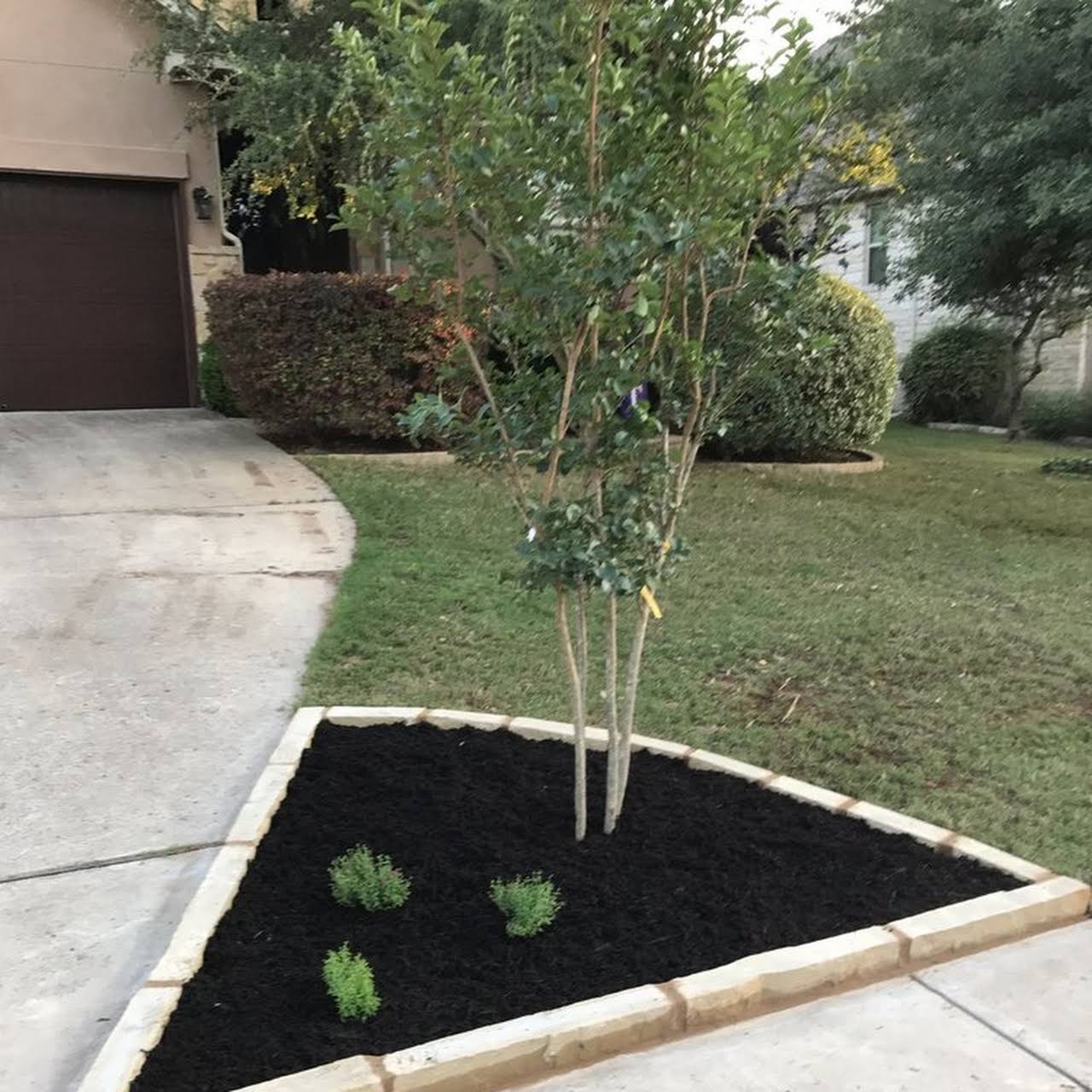 Can brown grass turn back to green