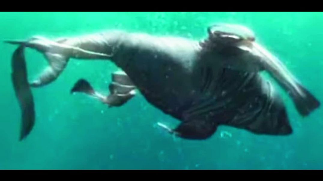 Shark Tale Frankie's Funeral