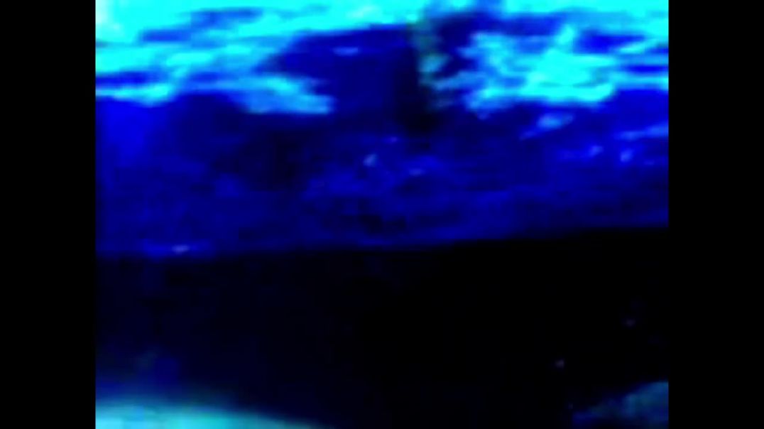 ⁣Finding Nemo Inside the Whale