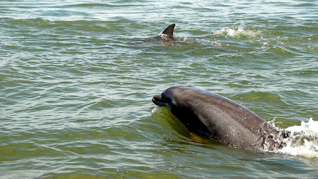 Dolphins
