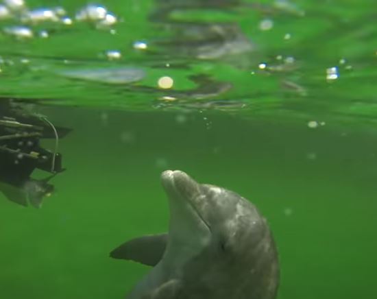 Shell Island Tours Panama City Beach Red Tide