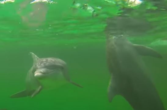 Can you swim with dolphins at Shell Island