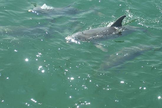 Shell Island Boats Dolphin Tours