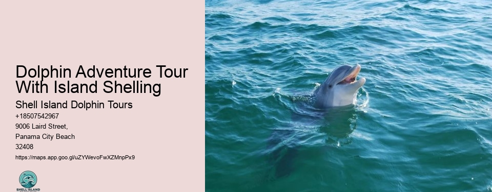 Dolphin Adventure Tour With Island Shelling