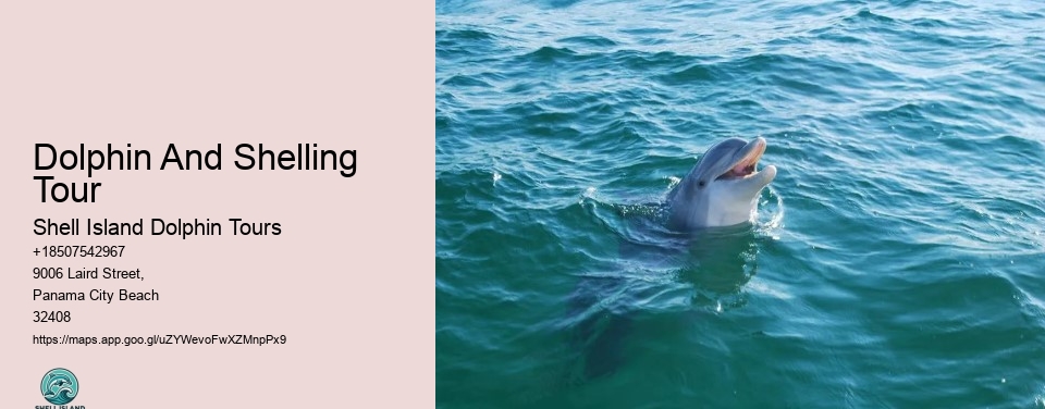Dolphin And Shelling Tour