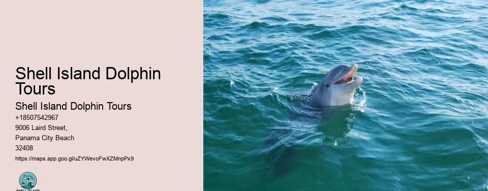 Shell Island Dolphin Tours