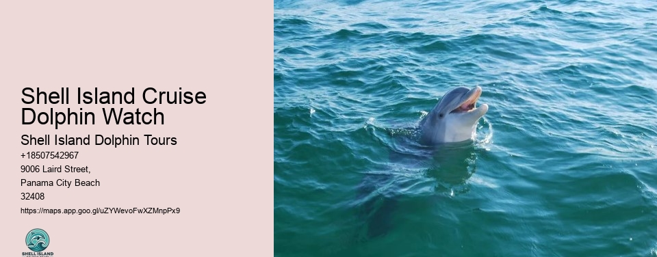 Shell Island Cruise Dolphin Watch