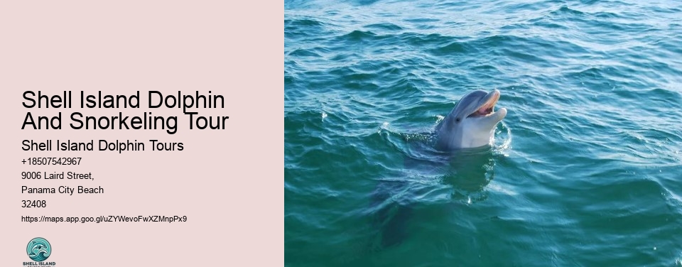 Shell Island Dolphin And Snorkeling Tour