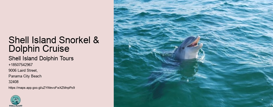 Shell Island Snorkel & Dolphin Cruise