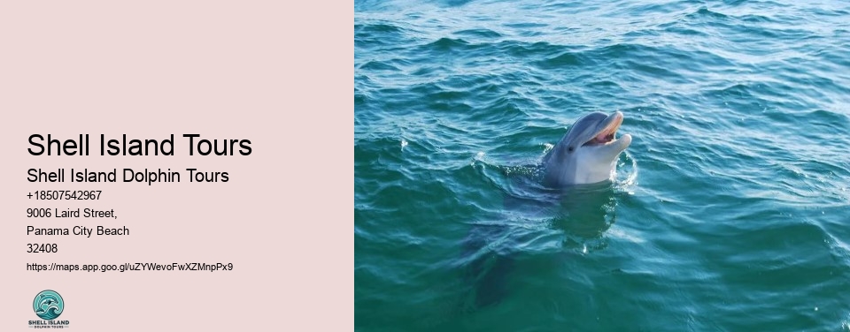 Shell Island Tours