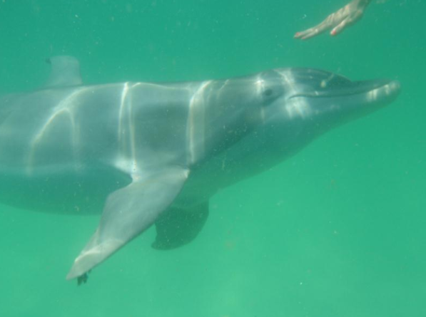 Best Dolphin Tour Tybee Island