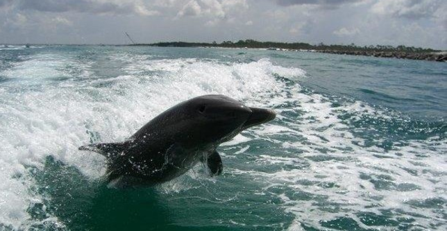 Shell Island Dolphin Tour On Waverunners