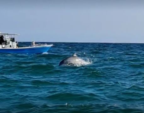 Where in FL can you swim with dolphins