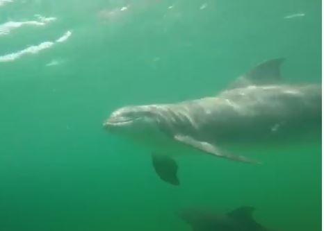 Can You Swim With Dolphins In Outer Banks