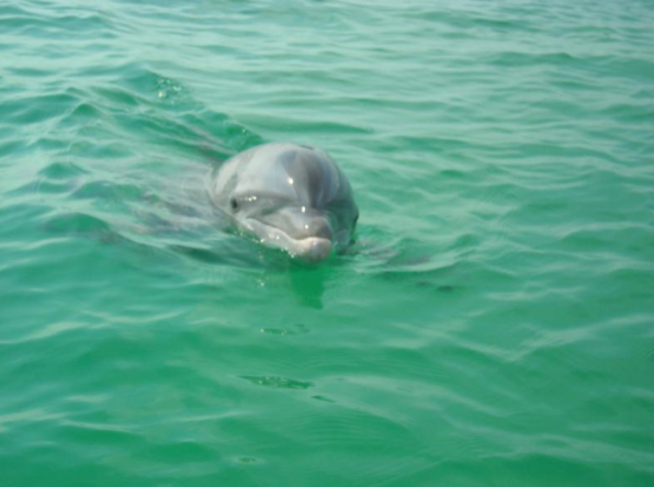 Dolphin Tours To Shell Island