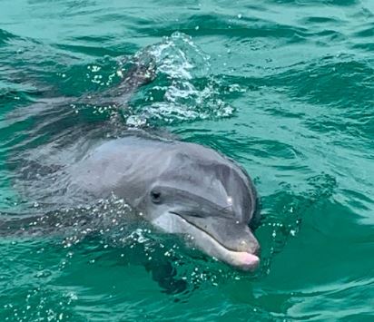 Shell Island Dolphin Tours In Galveston Texas