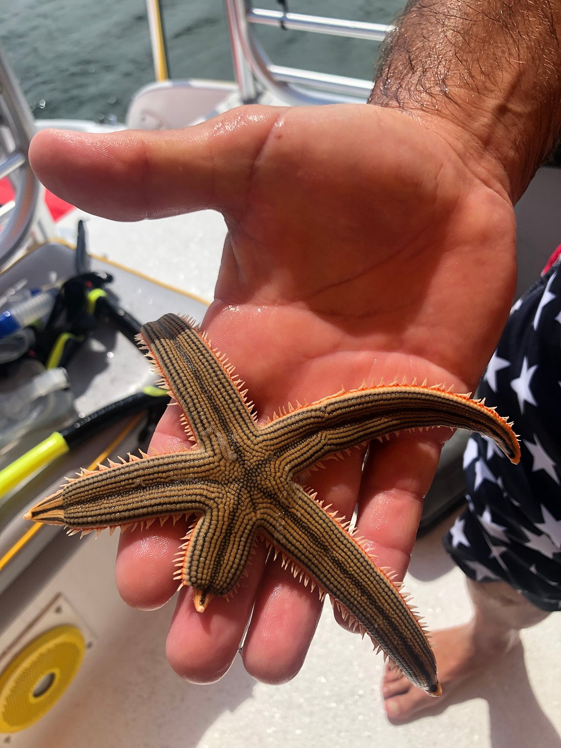 What Can You Do At Shell Island