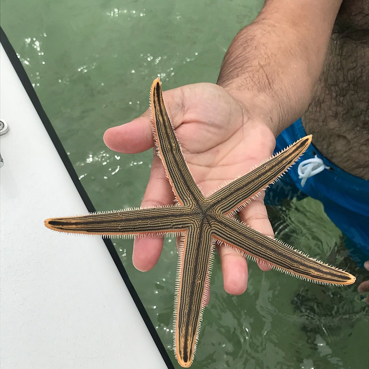 Clearwater Ferry To Shell Island