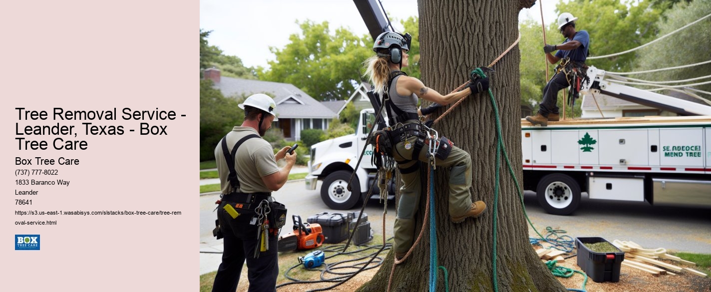 Tree Removal Service - Leander, Texas - Box Tree Care