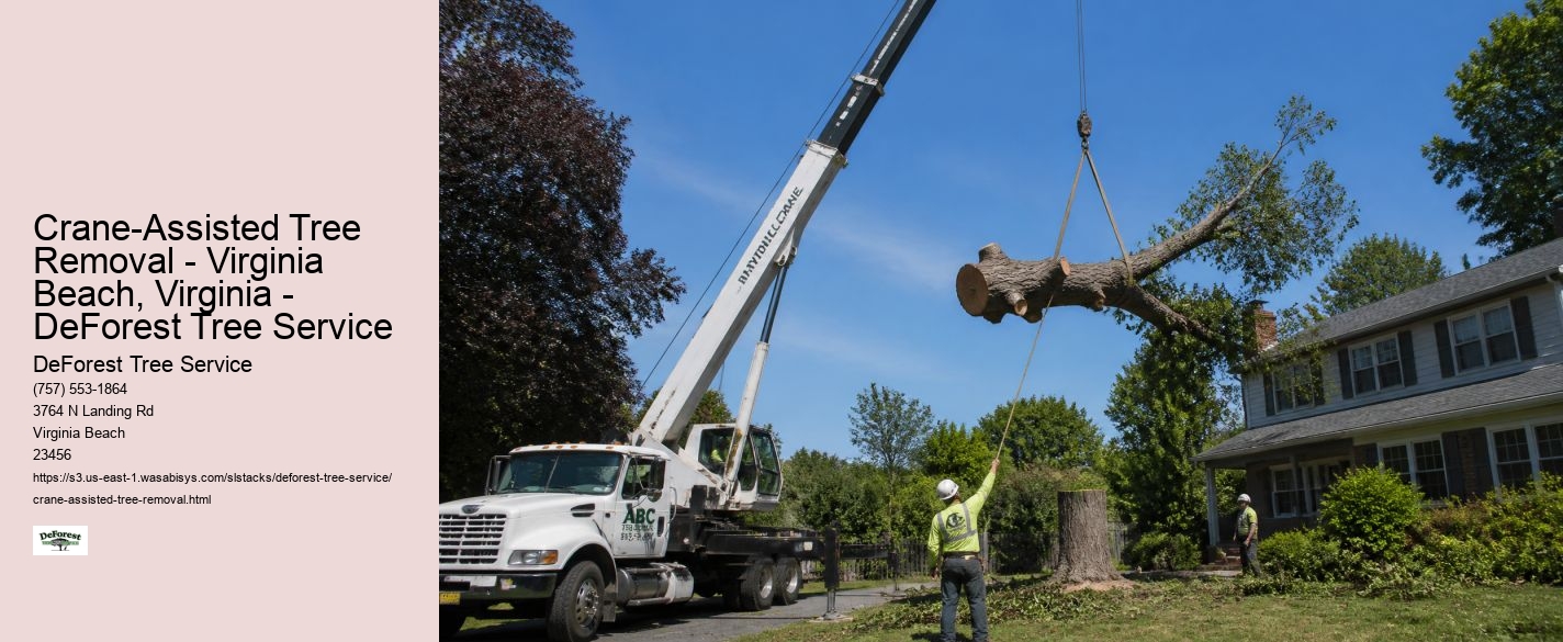 Crane-Assisted Tree Removal - Virginia Beach, Virginia - DeForest Tree Service DeForest Tree Service Crane-Assisted Tree Removal - Virginia Beach, Virginia - DeForest Tree Service