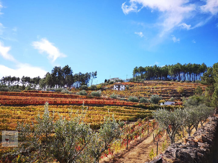 wine tour bagium do monte