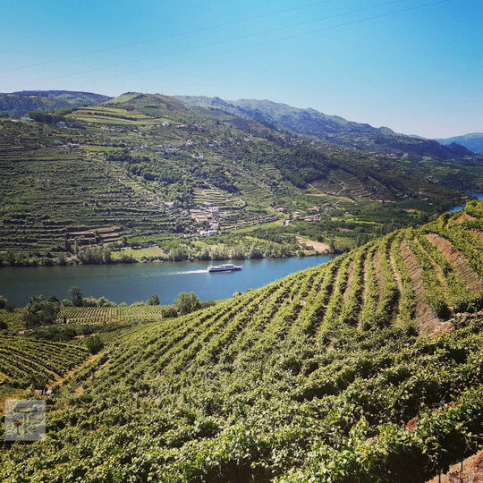 Douro Valley Wine Tour