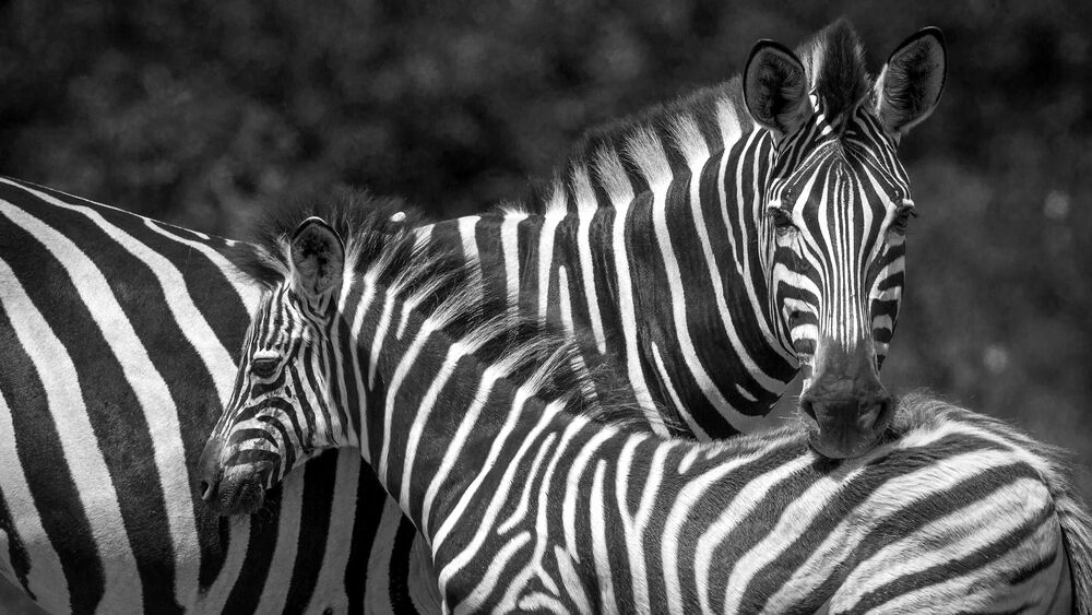 Cobertura, 1 quarto, 90 m² - Foto 3