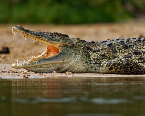 Crocodile Tours