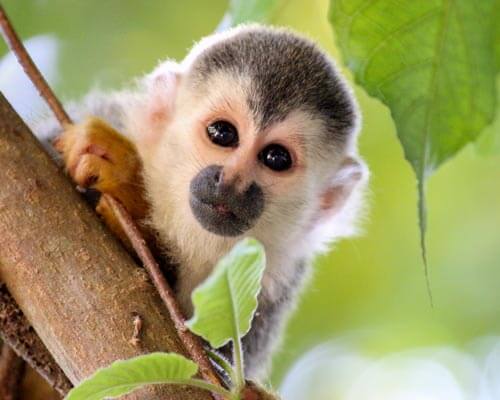 Manuel Antonio National Park